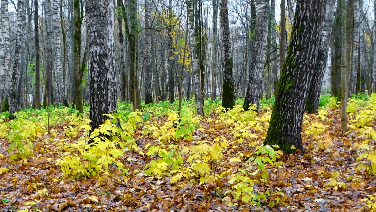 Городской парк в конце октября. - Милешкин Владимир Алексеевич 
