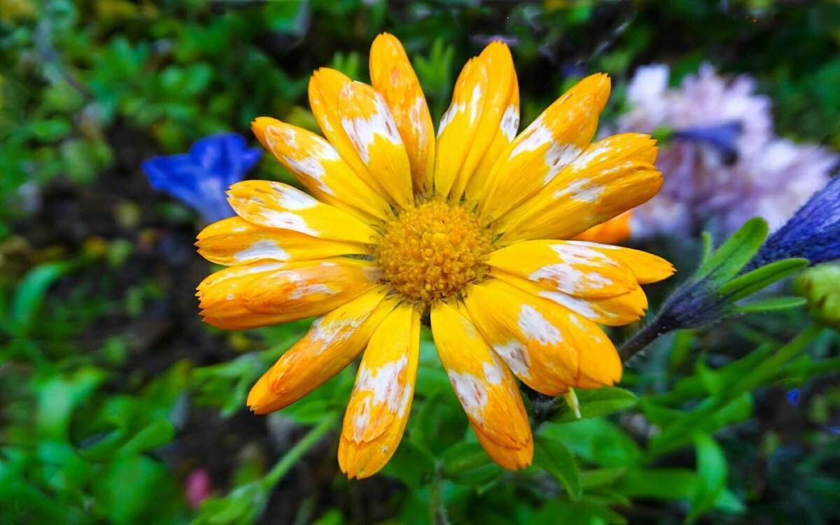 Цветы на городских клумбах в конце октября. - Милешкин Владимир Алексеевич 