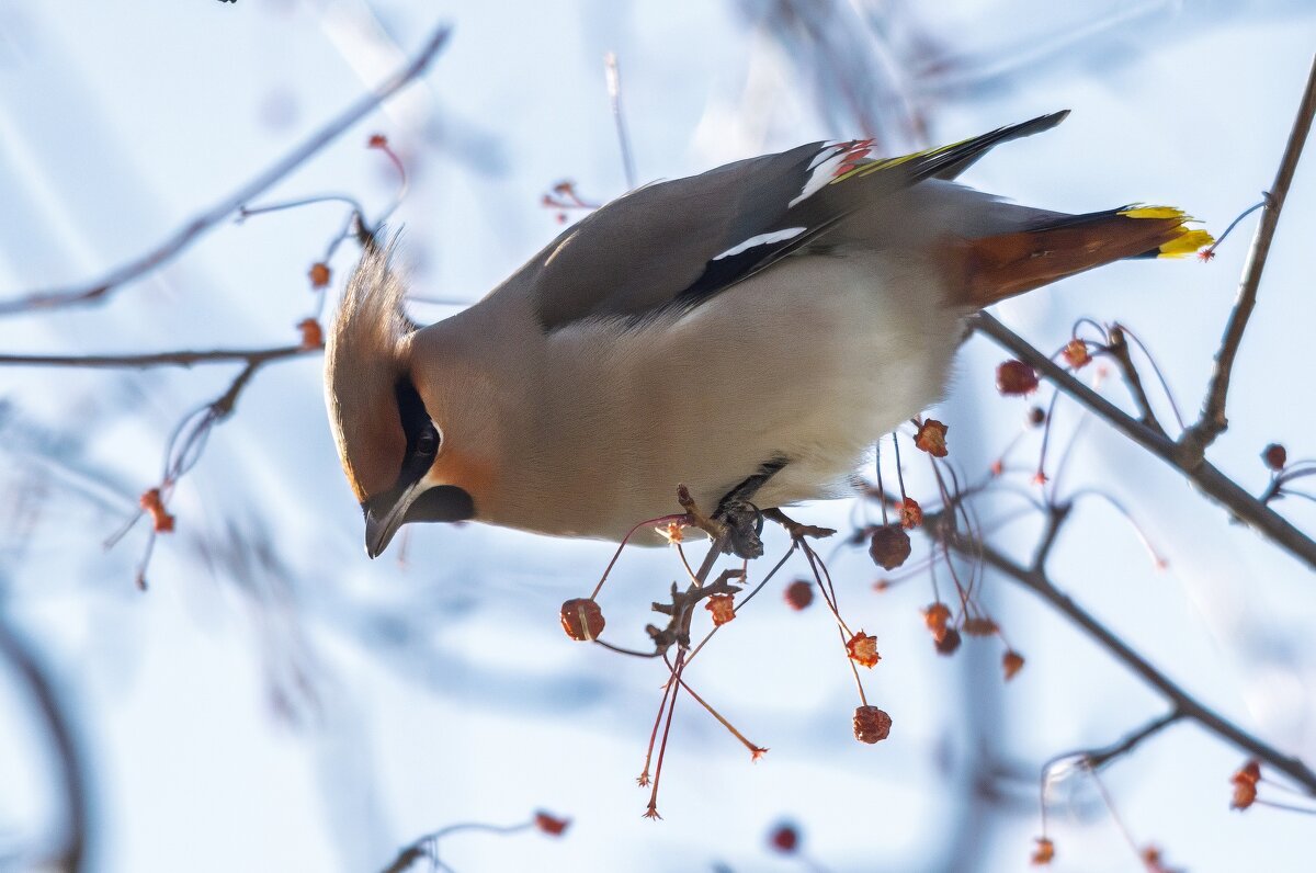 Свиристель - Виктор Иванович Чернюк Свиристель - Виктор Иванович Чернюк