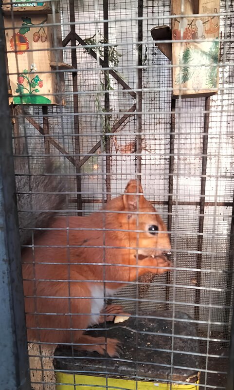 белочки монастыря - Галина R...