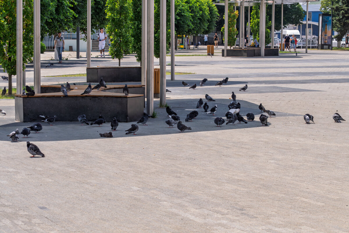 Голуби - Игорь Сикорский