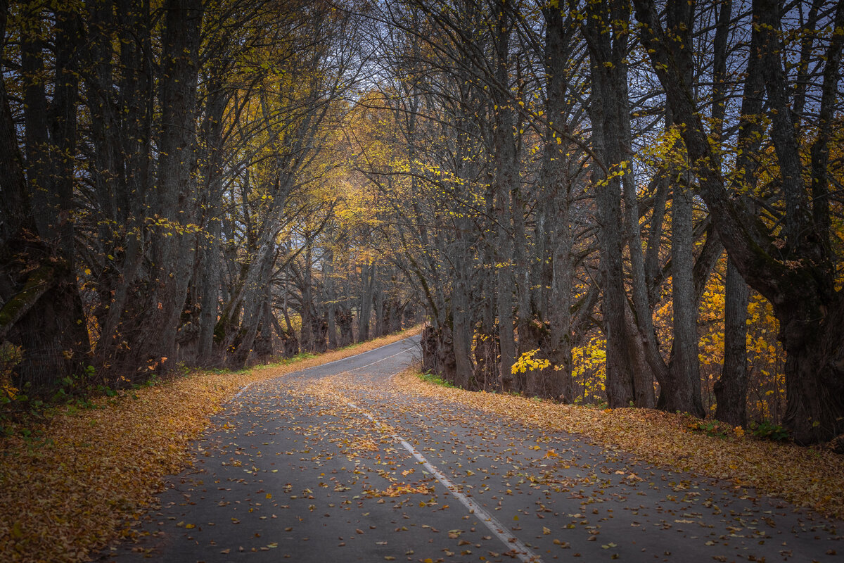 **** - Елизавета .