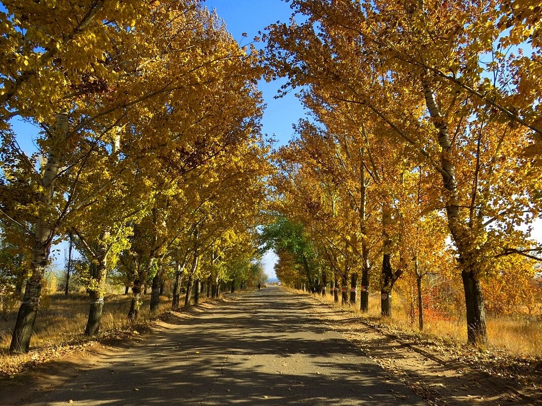 Осенниц свет - Natali 