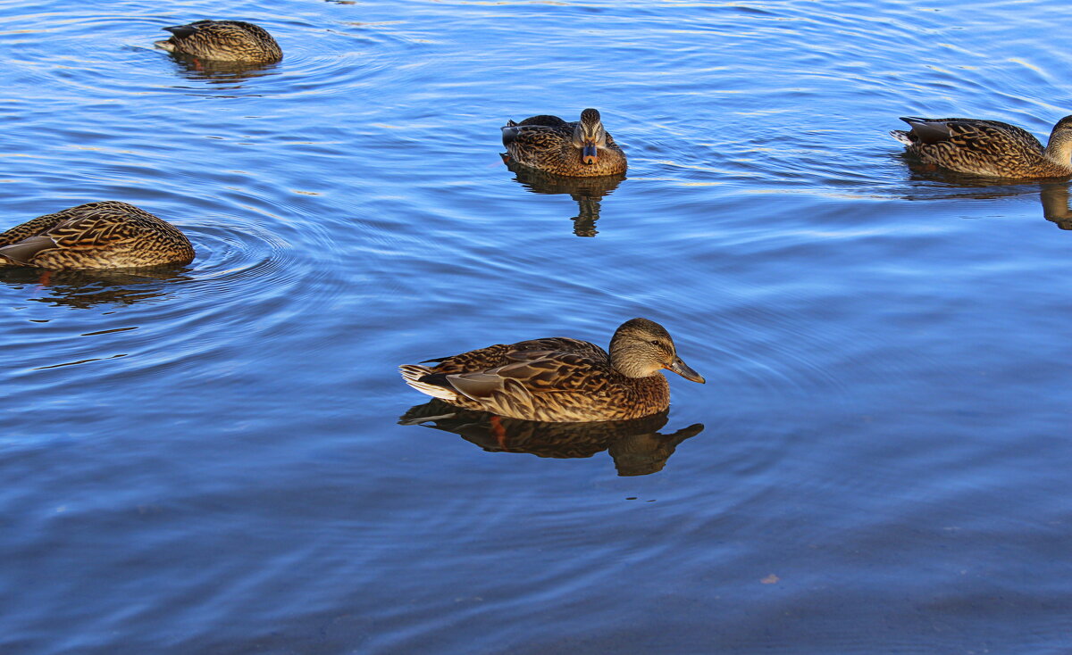 Дамская компания - Татьяна Лютаева