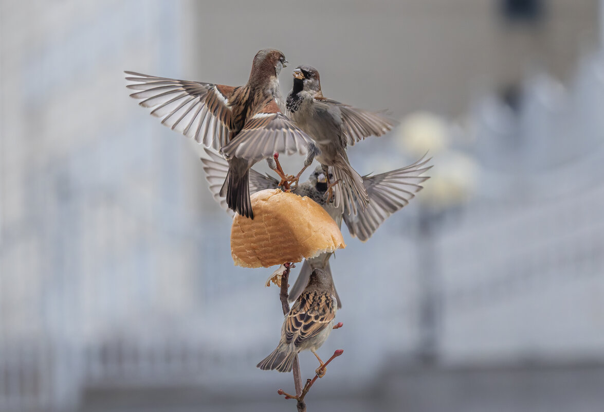 из жизни воробьев . - юрий макаров
