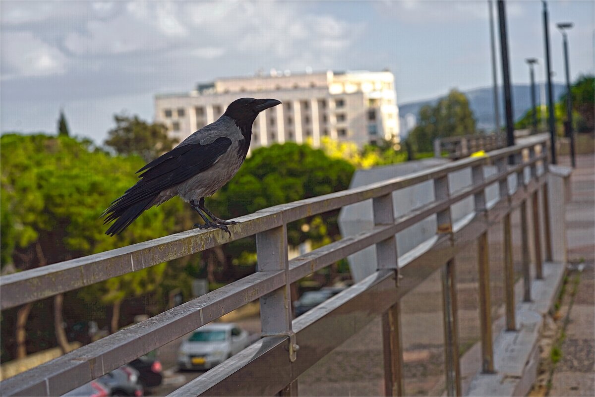 Израиль * Хайфа *2025 г - ujgcvbif 