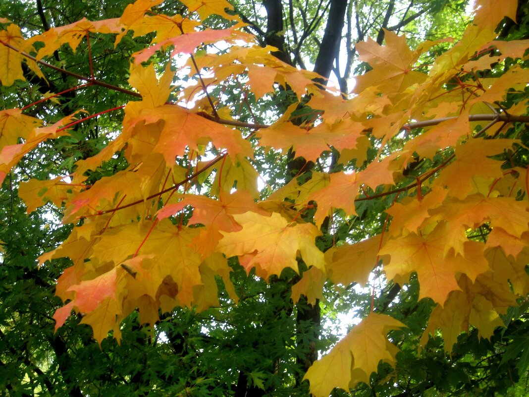До свидания,октябрь! - Елена Семигина