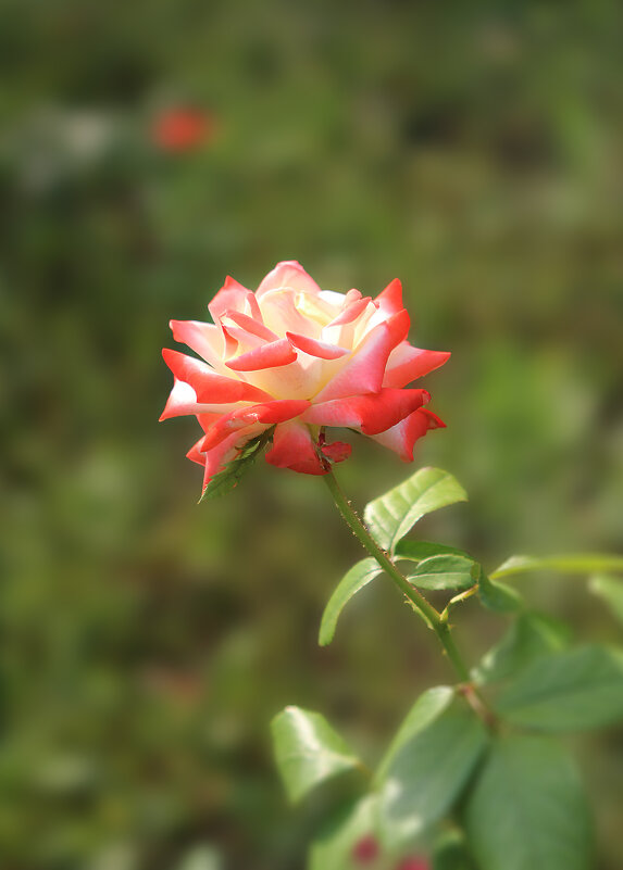 Роза. - Александр 