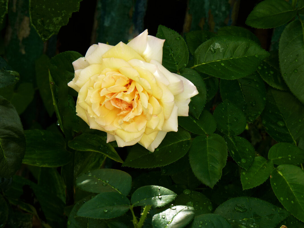 Жёлтая роза - Валентин Семчишин Жёлтая роза - Валентин Семчишин