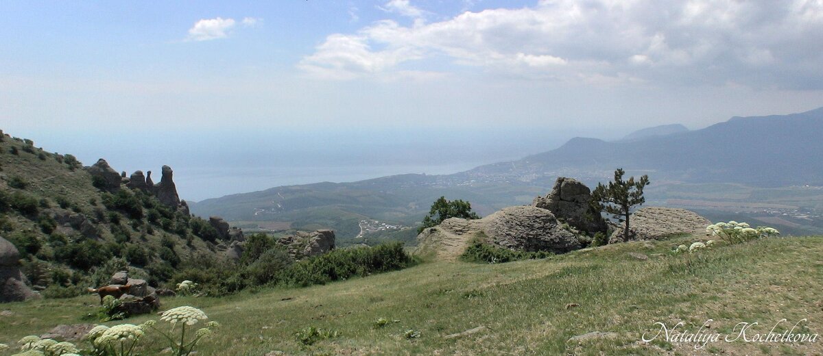 Природа Крыма - Amazing Cosmea