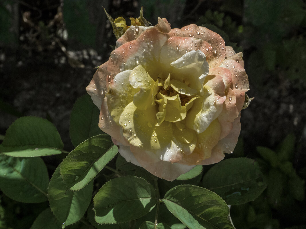 Глория  Дей и капли росы - Валентин Семчишин