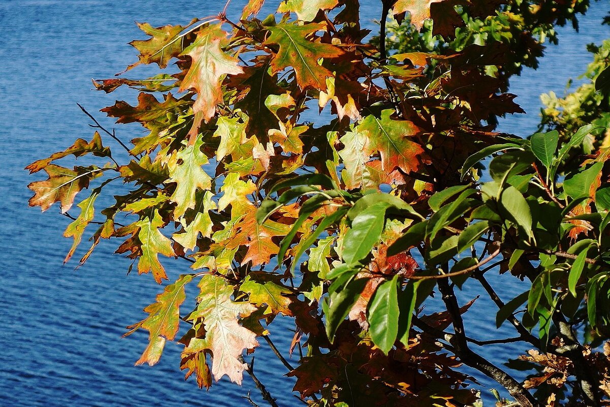 Побережье лесного озера - Рита Симонова