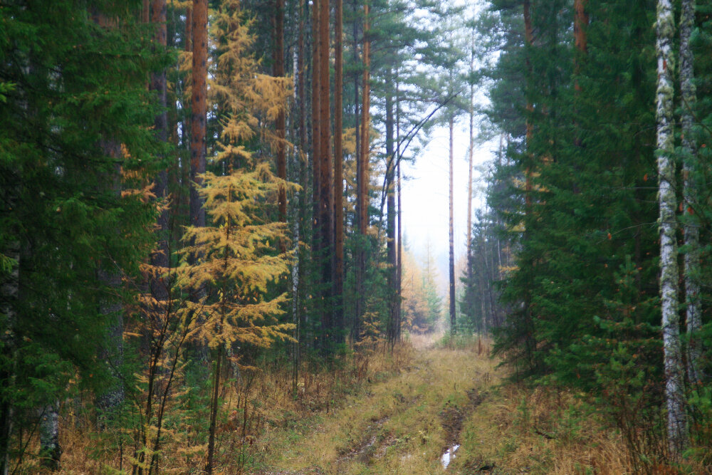Мокрый, осенний день - Галина Ильясова