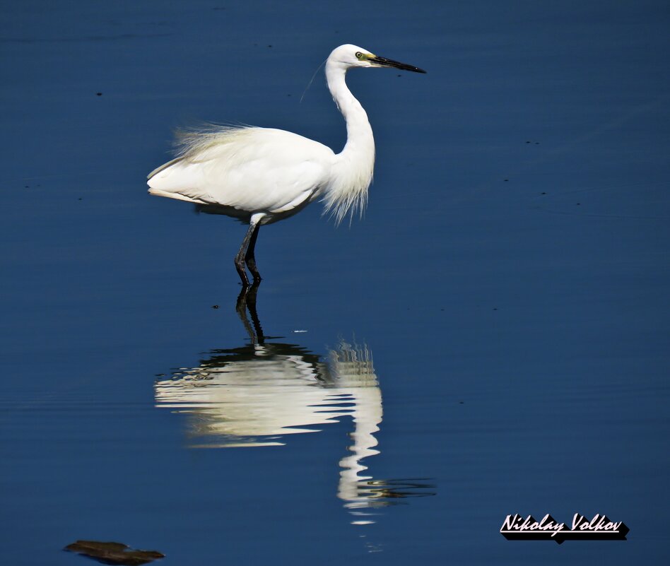 Большая белая цапля - Николай Волков