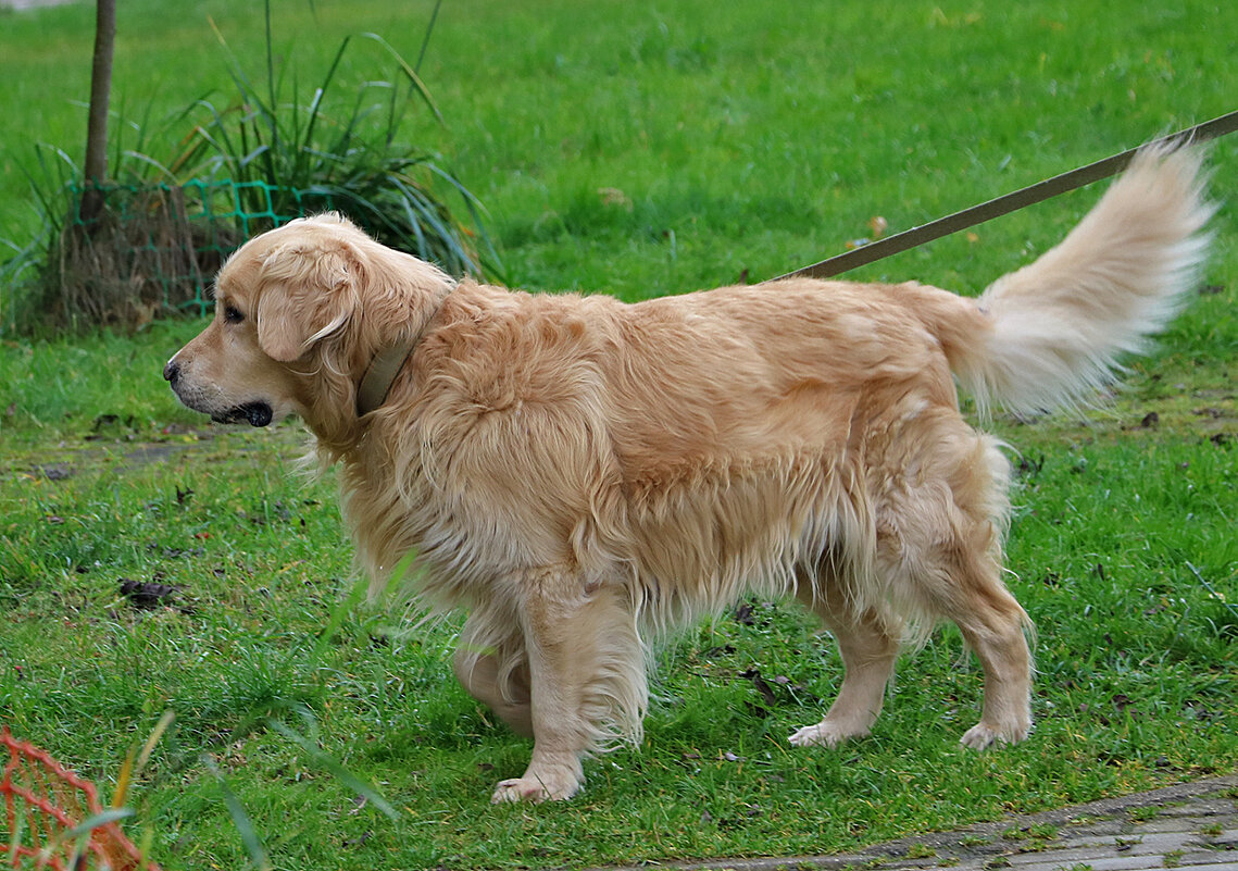 Золотистый ретривер на прогулке - Светлана 