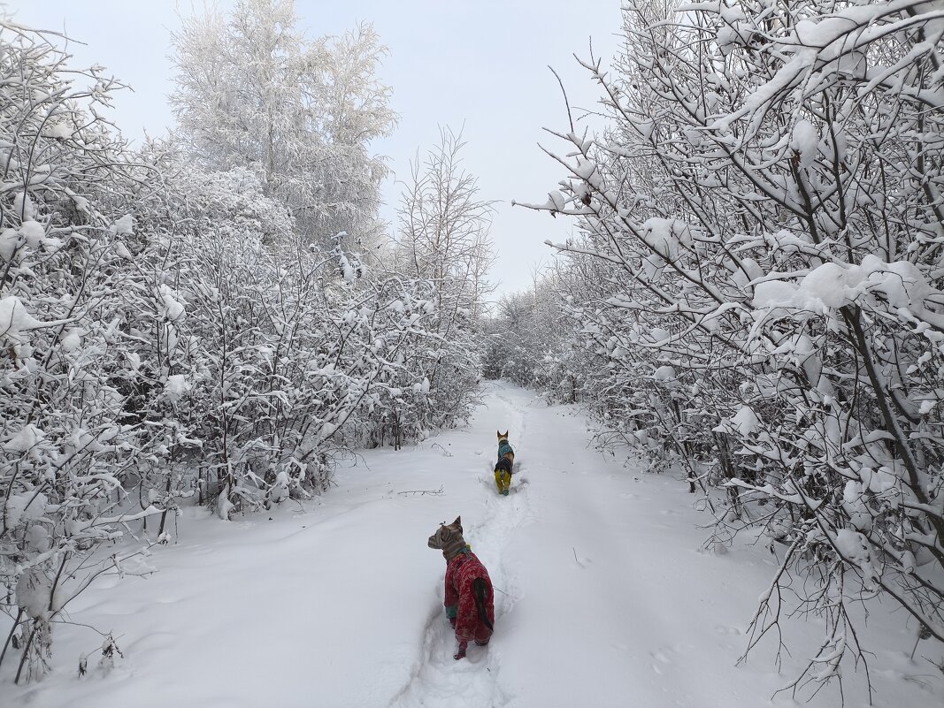 Зима - Anna Ivanova