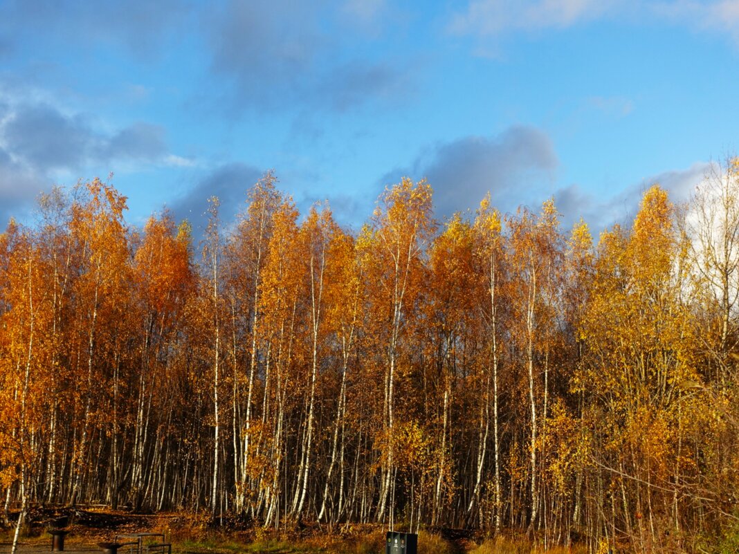 Золотая берёзовая рощица - Aida10 