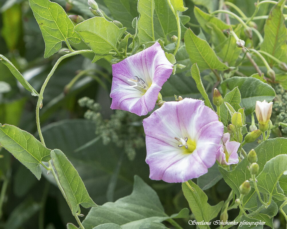 Вьюнок полевой - березка - Светлана Ищенко
