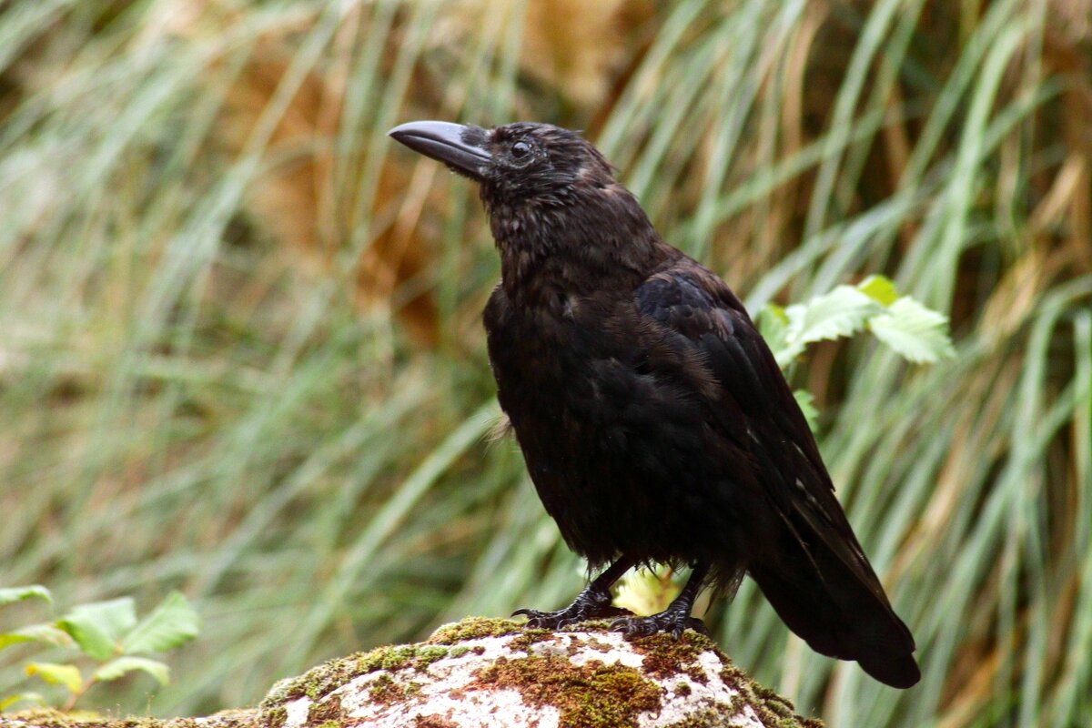Ворон - Юрий. Шмаков