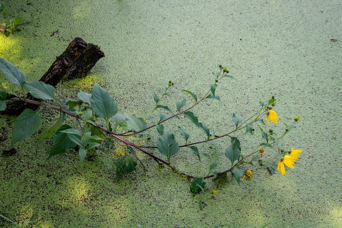 Склоняясь к воде... - Николай Гирш