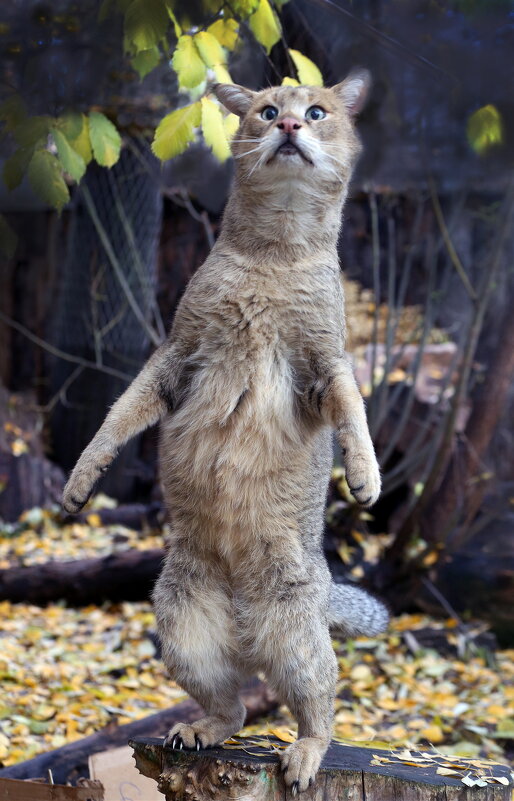 камышовый кот 30 октября - Михаил Бибичков камышовый кот 30 октября - Михаил Бибичков