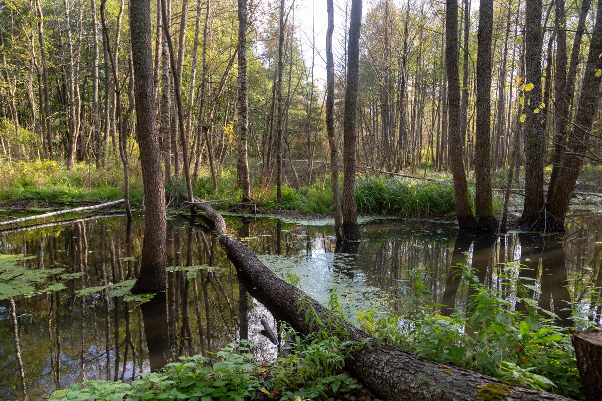Лесное озеро. - Сергей Татаринов