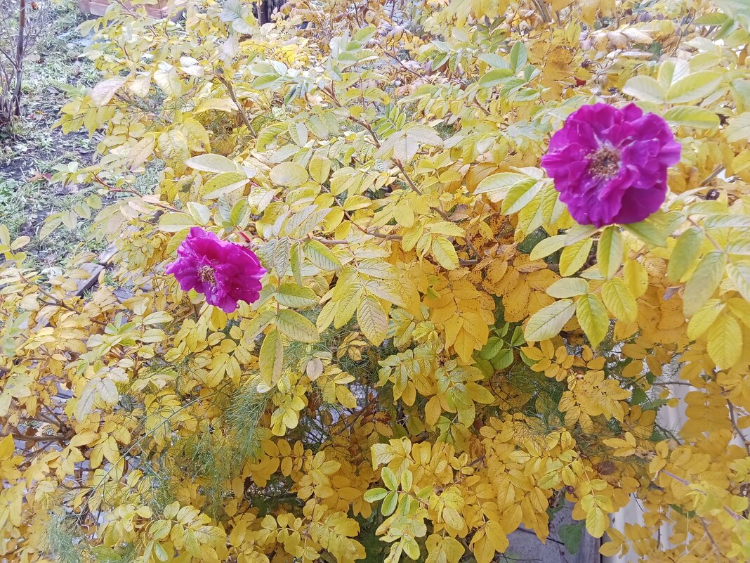 Осеннее цветение - Виктор 