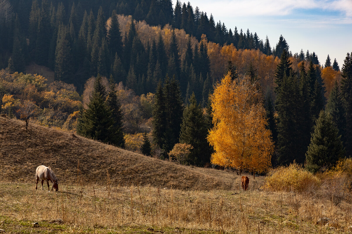 Осеннее спокойствие - Алексей Большаков