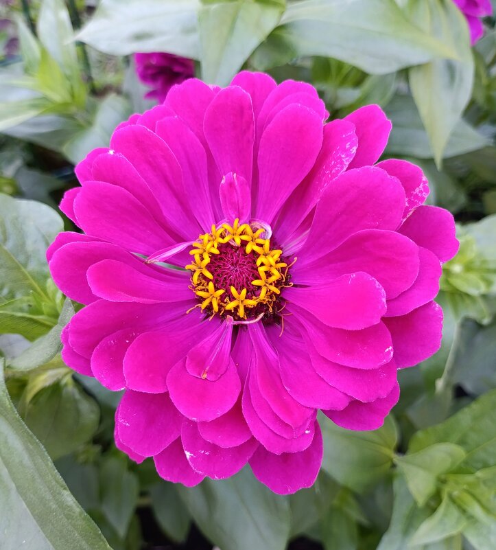 Цинния. - Ирина *** Цинния. - Ирина ***