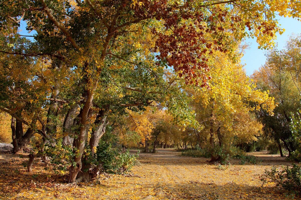 Очей очарованье - Олегъ Петрович