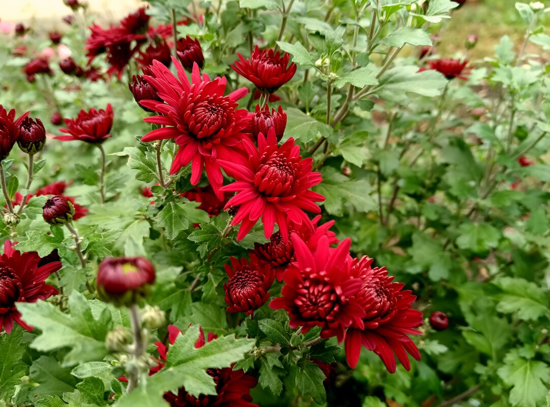 Хризантемы - Мария Васильева