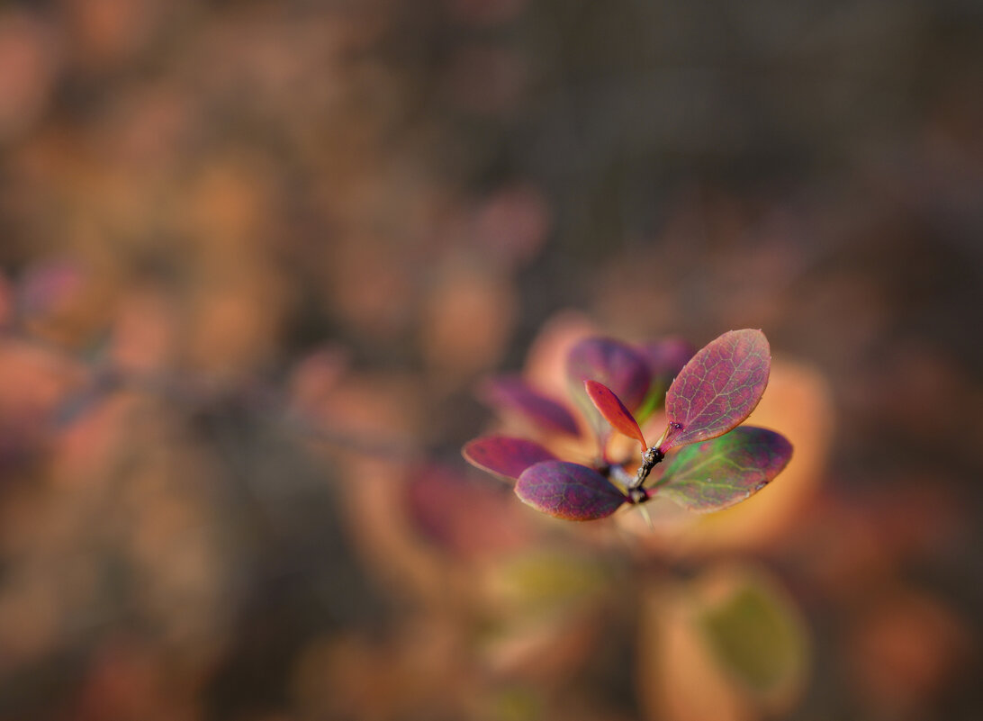 Осеннее панно - Валерий VRN