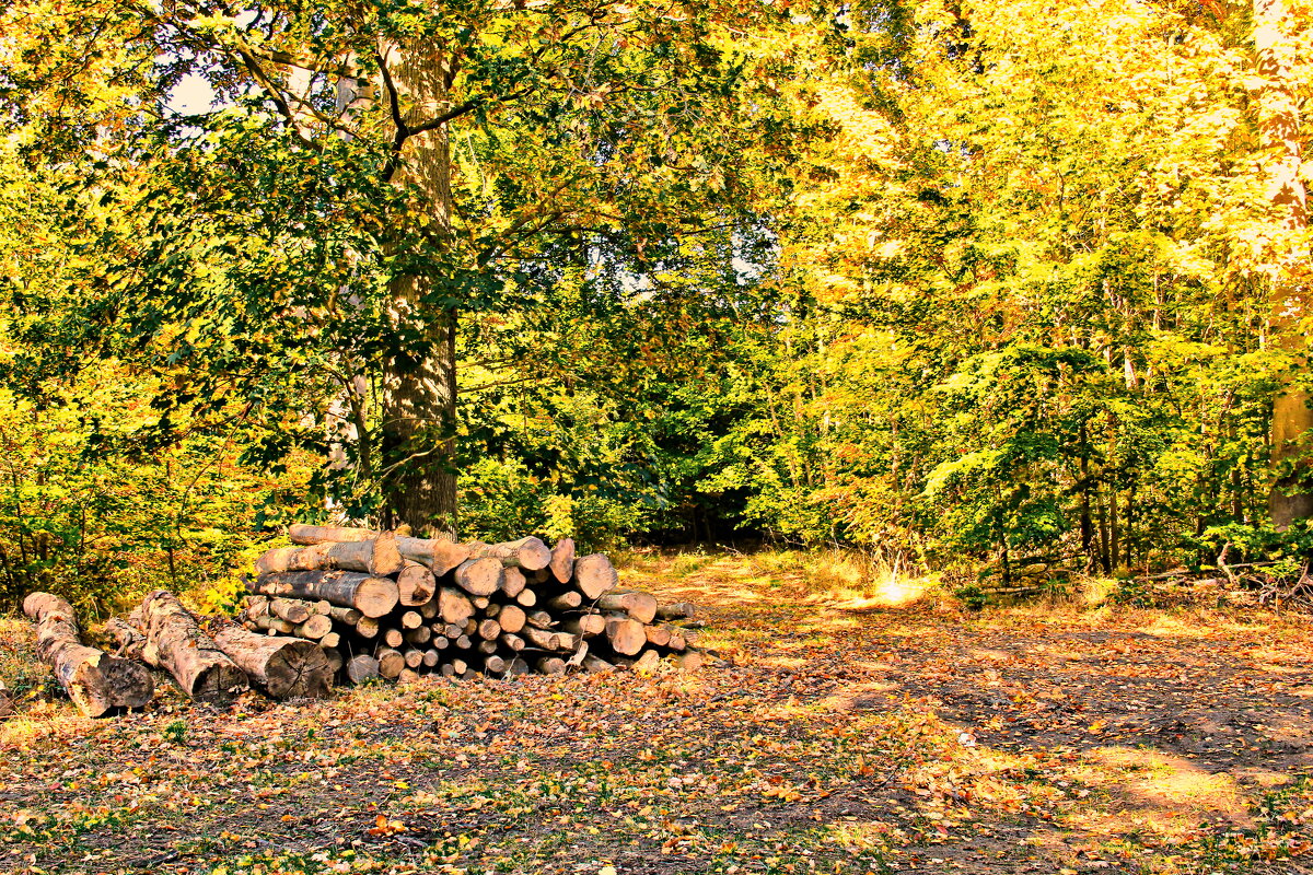 "Однажды я свалил в тайгу с лесоповала..." - Андрей K.