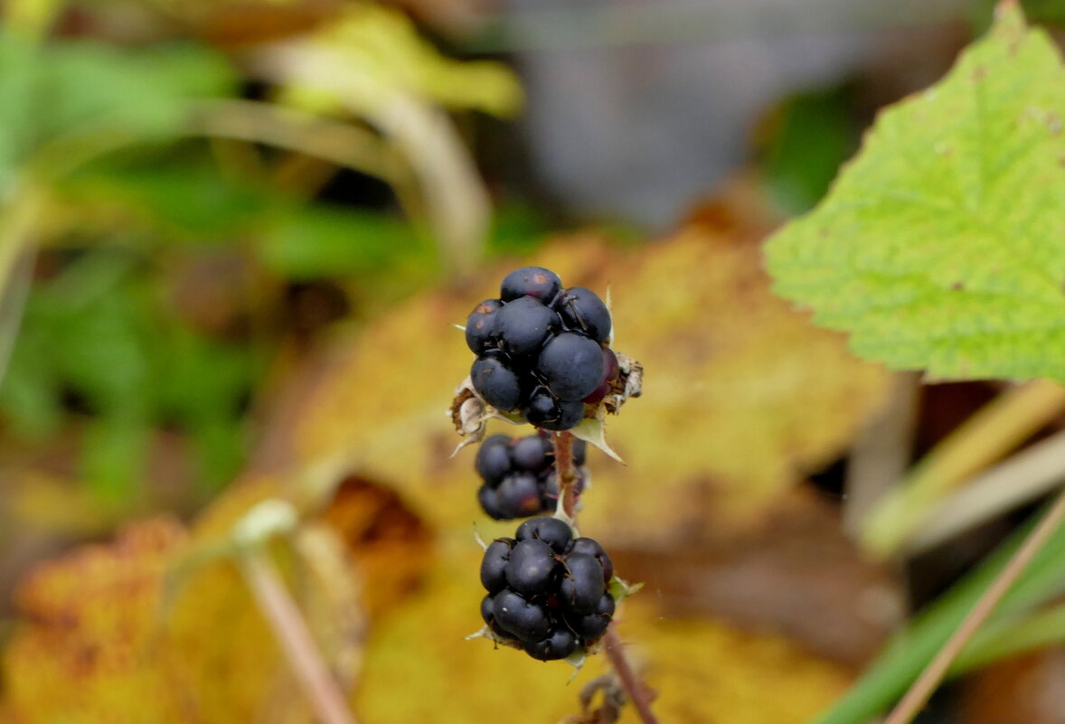 природа 30 октября 7 - Александр Прокудин