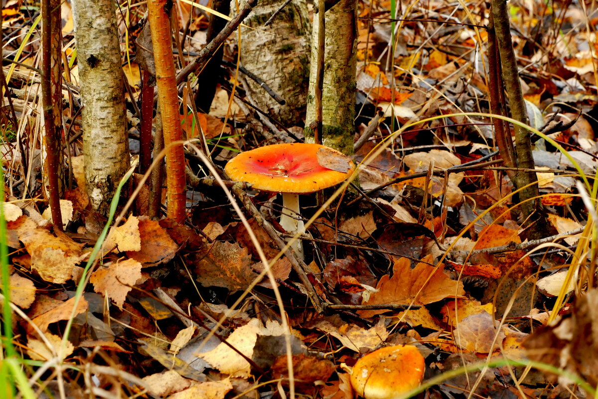 природа 30 октября 10 - Александр Прокудин природа 30 октября 10 - Александр Прокудин