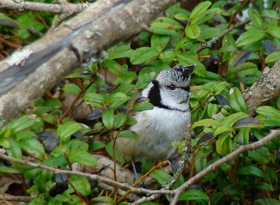 гренадёрка - gawrilа - dan