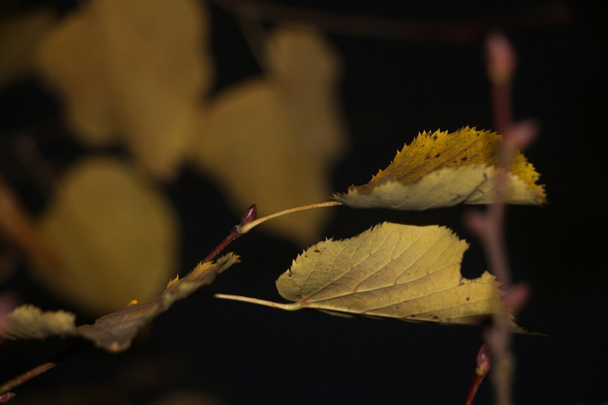 Осенние картинки - Наталья Герасимова