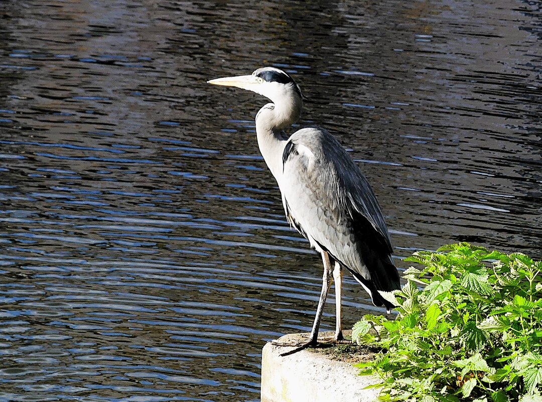 Наблюдатель - Владимир Манкер
