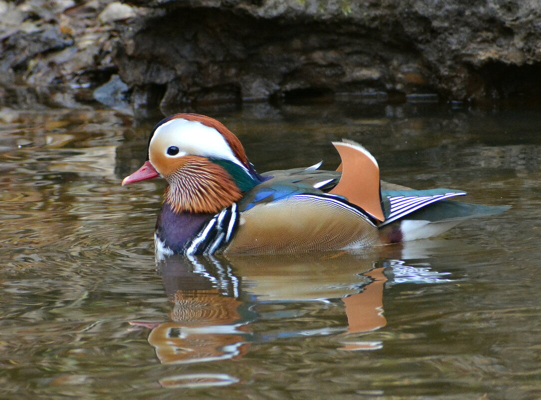 Мандарин - Владислав Иопек Мандарин - Владислав Иопек