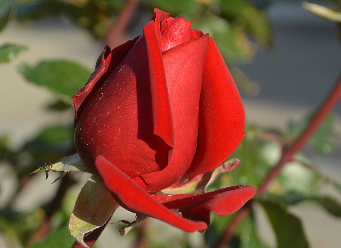 Магия красного) - Татьяна Лютаева