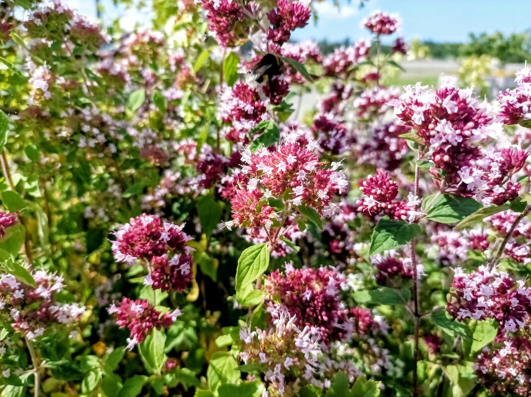 Прогулка по променаду Круизного терминала - Veera V