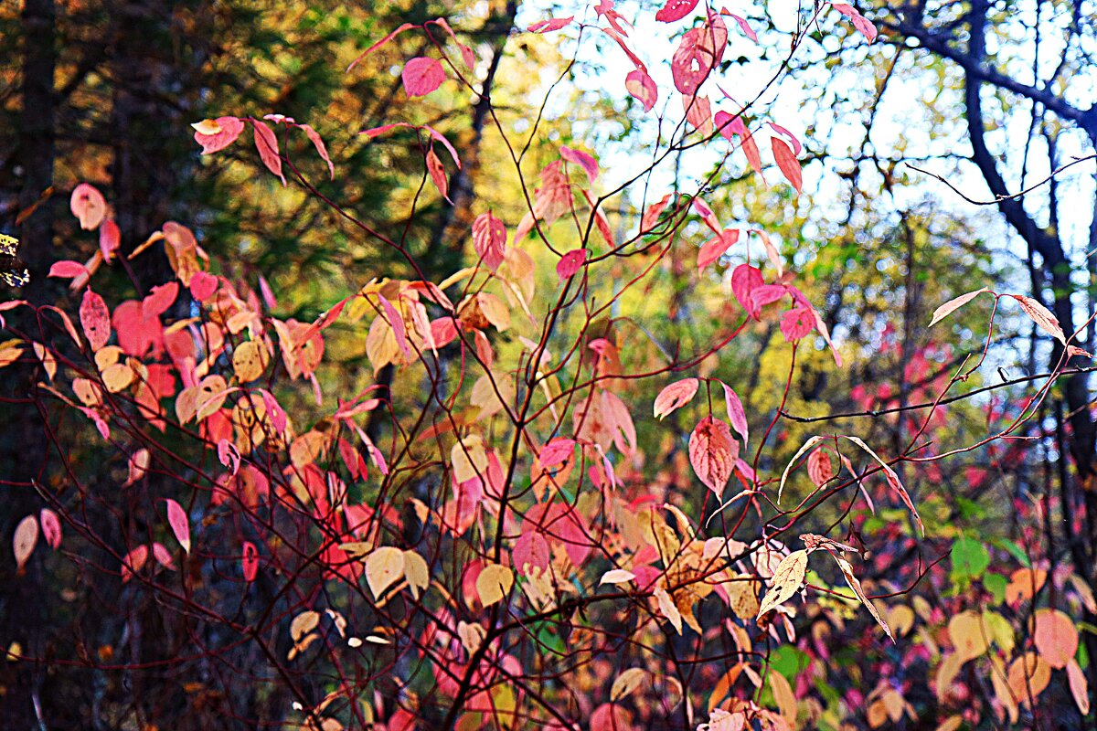 Осень...Красуется дерн  сибирский! - Владимир 