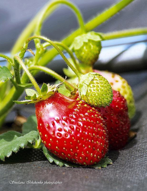 Трускавка - клубничка - Светлана Ищенко