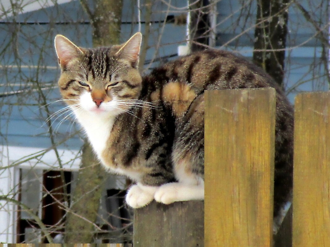 Кошка на посту - Ольга Довженко