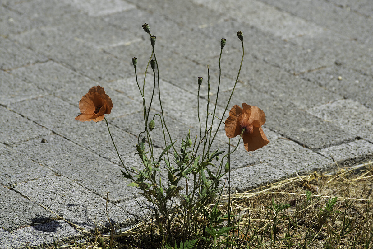 Мак - Игорь Сикорский Мак - Игорь Сикорский