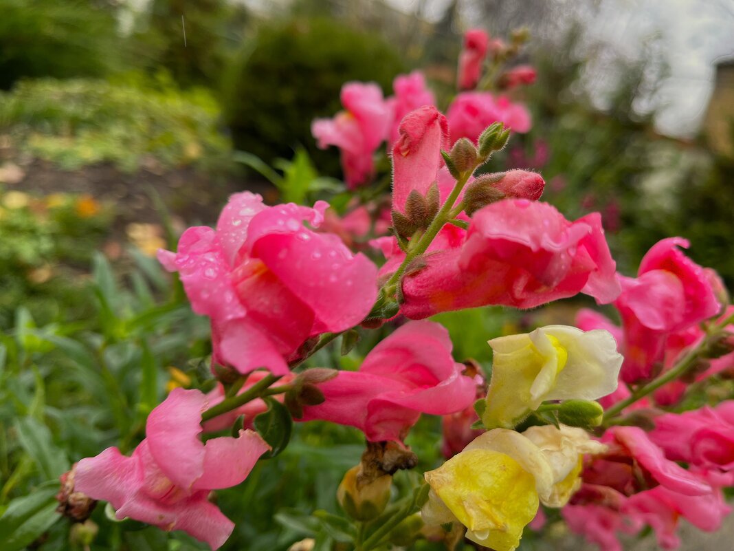 ***львиный зев*** - Olga Oskolkova