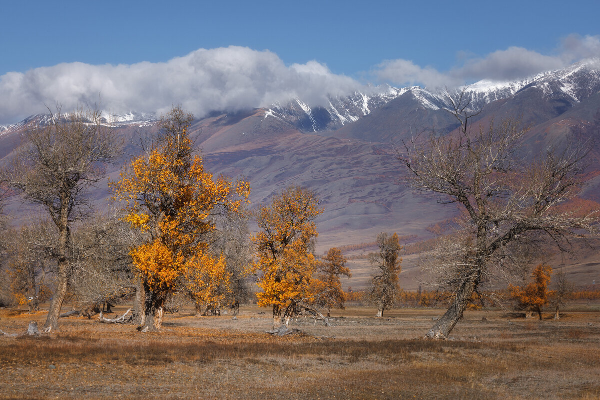 Курай - Sergey38 