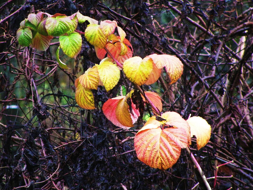Осень раскрасила - Людмила Смородинская Осень раскрасила - Людмила Смородинская