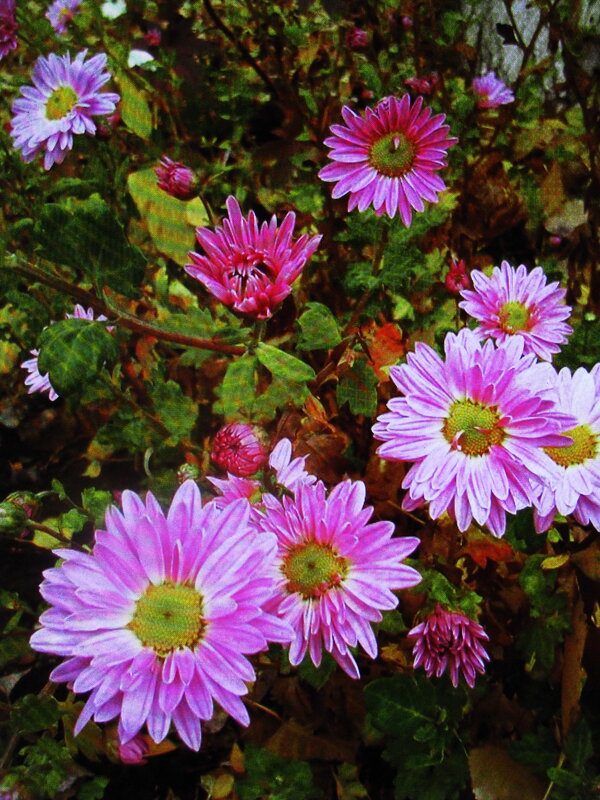 Красота - Людмила Смородинская