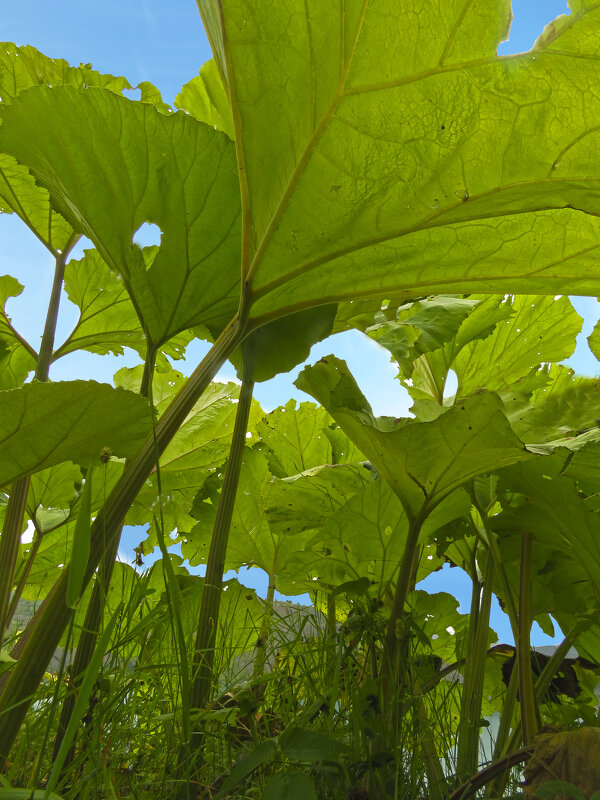 Сахалинские лопухи - ИРЭН@ .